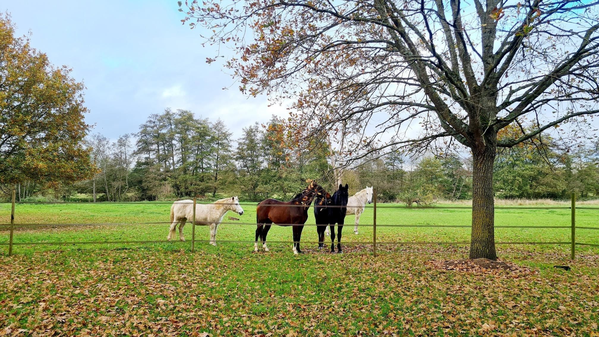 house 10 Rooms for sale on CAMBREMER (14340)